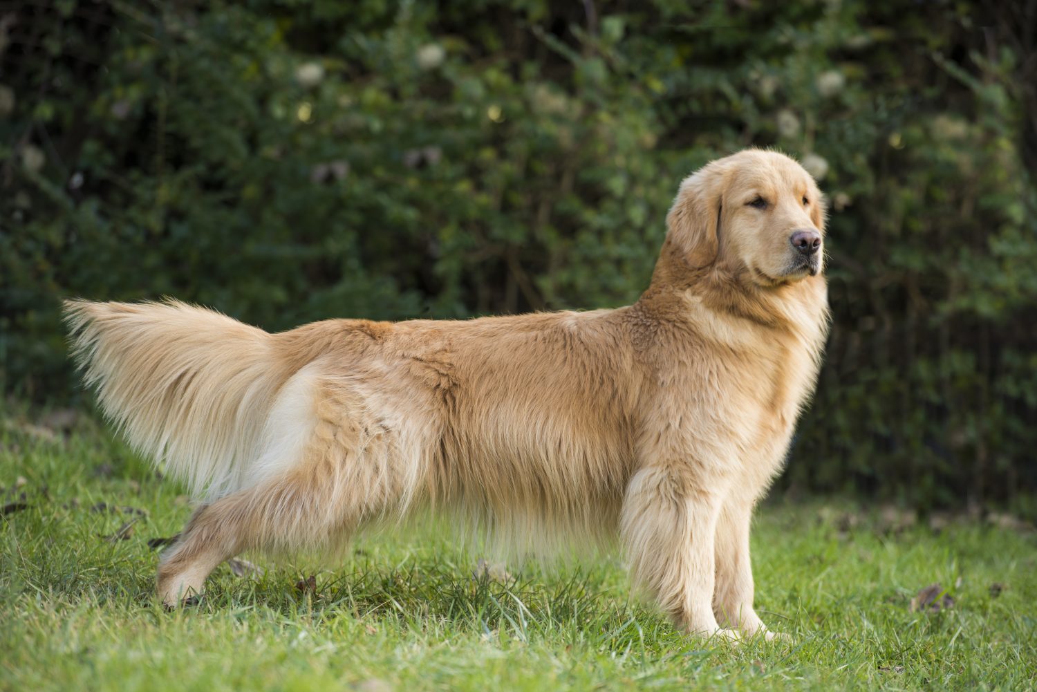 Golden Retriever Americano Selezionate Linee di Sangue Americane Golden Retriever Americano Selezionate Linee di Sangue Americane